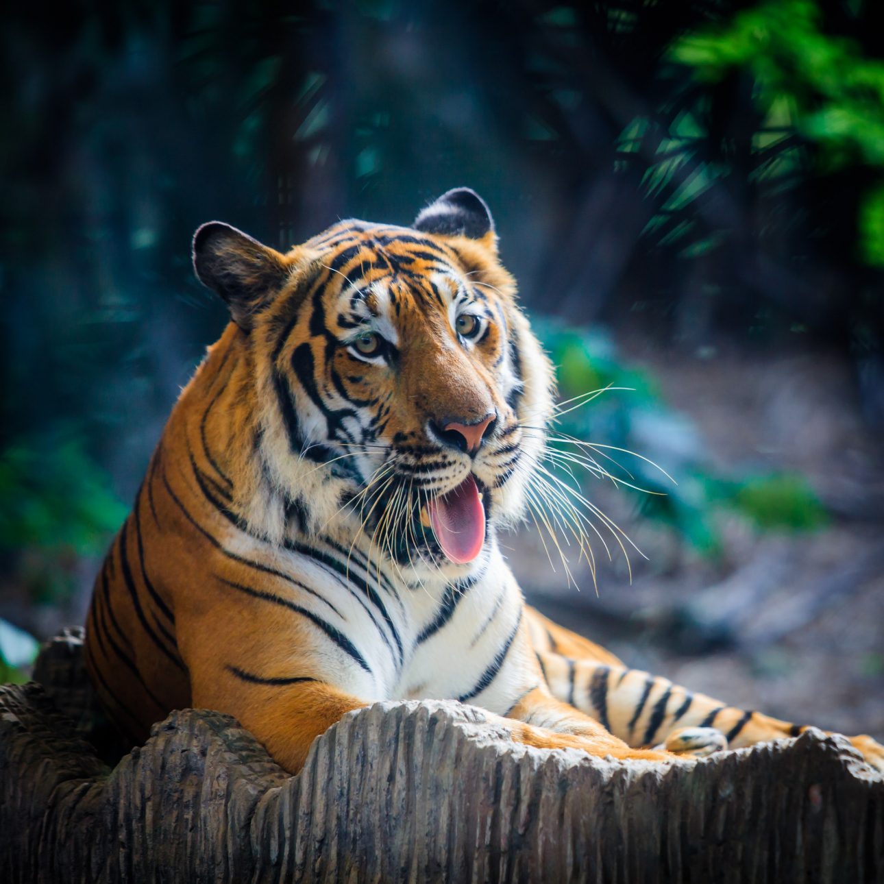 Tiger, portrait of a bengal tiger. A tiger sitting in a zoo.