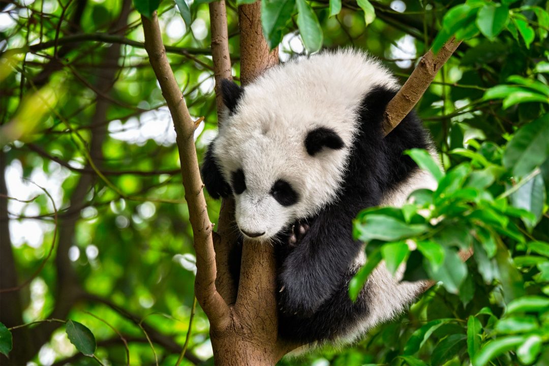 Giant panda bear in China