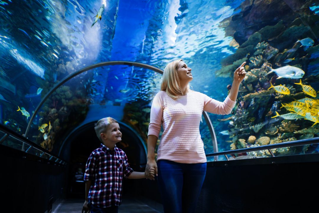 Family watchig fishes at a aquarium