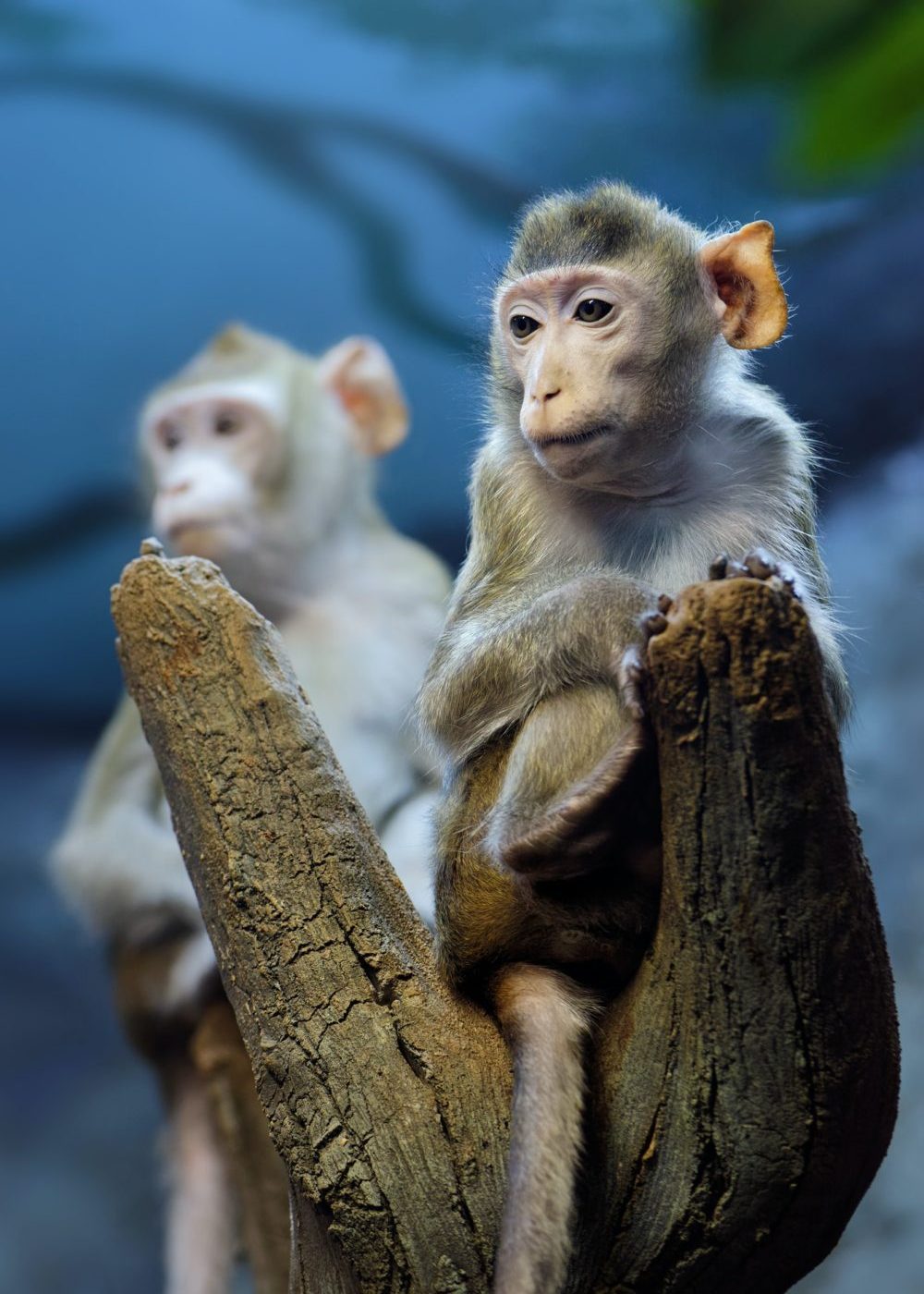 Very thoughtful young monkey on a tree trunk