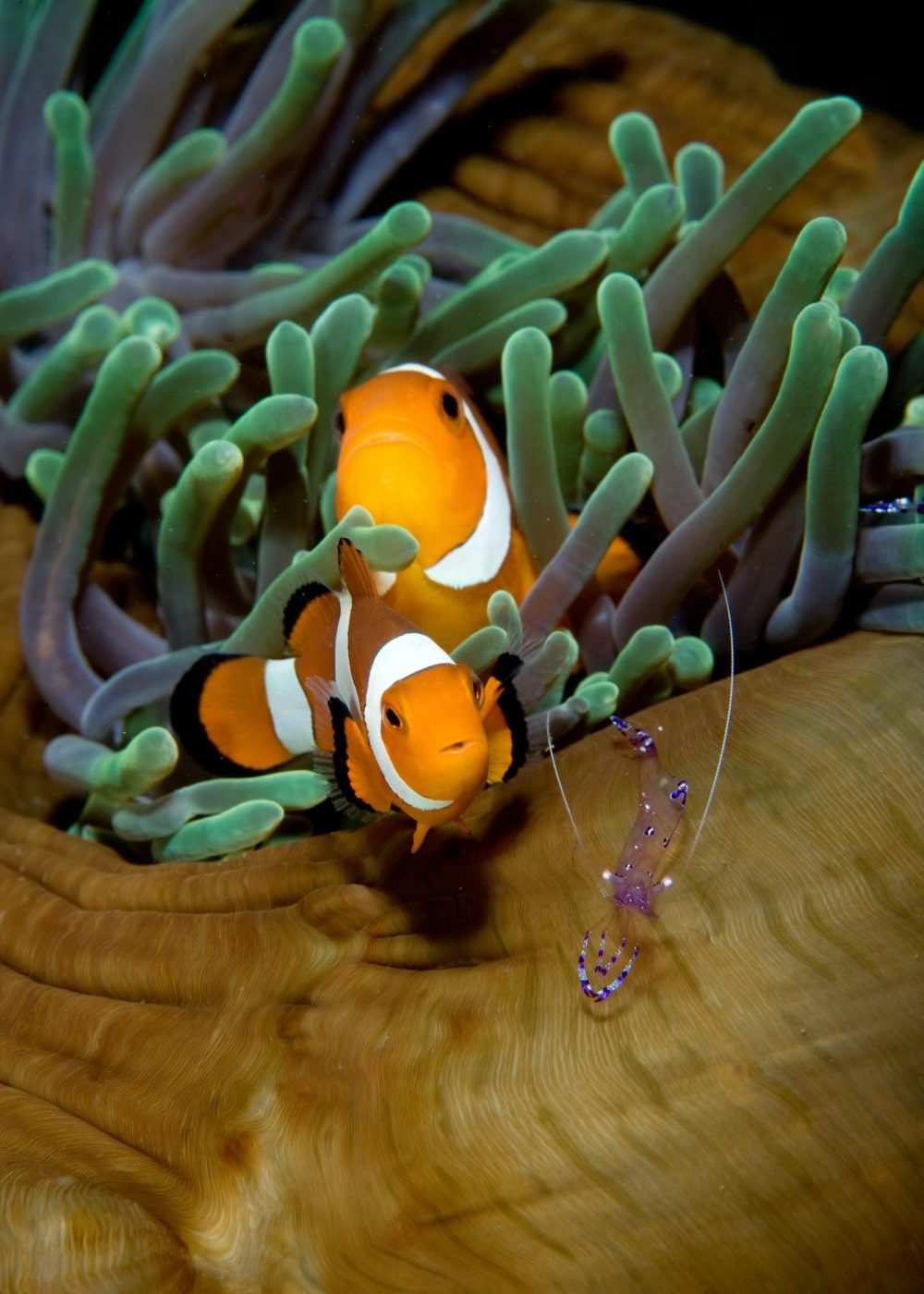 Anemonefish in anemone.